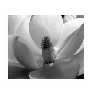 liveart 盛开的木兰花黑白摄影花卉装饰画Magnolia Blossom