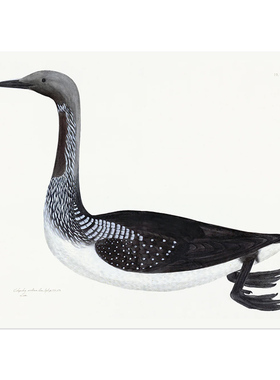 liveart 进口美国OLOF RUDBECK 鸭子鸟类复古小众原版装饰画