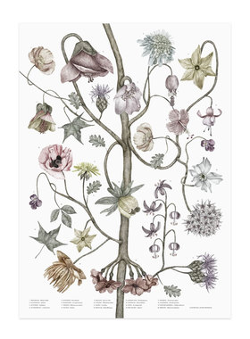 进口瑞典复古植物图谱花朵装饰画