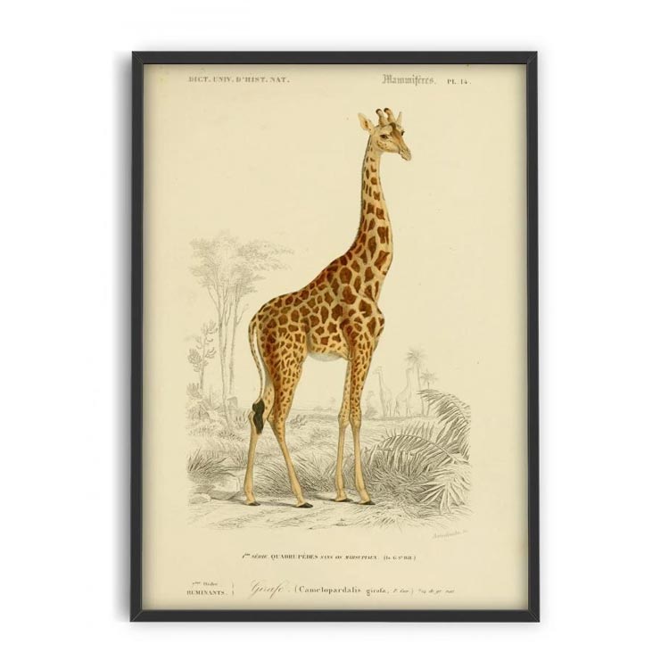 荷兰复古动物小众装饰画