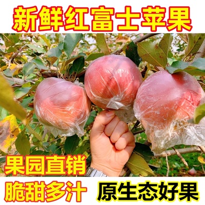 新鲜大沙河红富士苹果现摘9斤