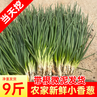 新鲜小香葱现挖小葱葱秧蘸酱菜食用青葱葱苗笨葱蔬菜佐料现挖发货