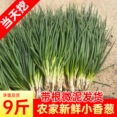 新鲜小香葱现挖发货小葱蘸酱菜