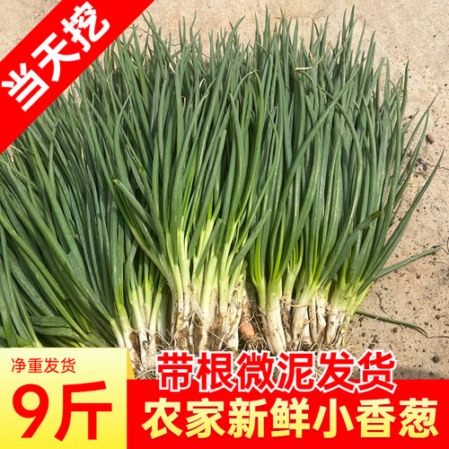 新鲜小香葱现挖发货小葱蘸酱菜