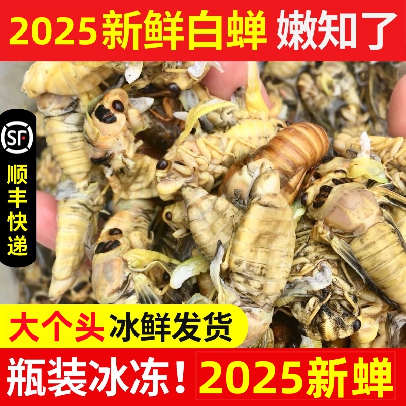 【顺丰】2025新鲜白蝉蜕变金蝉知了嫩白蝉嫩生肉知了猴100只包邮