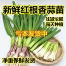 农家自种 包邮 蔬菜多省 2025新鲜蒜苗露天现挖红根大蒜苗应季