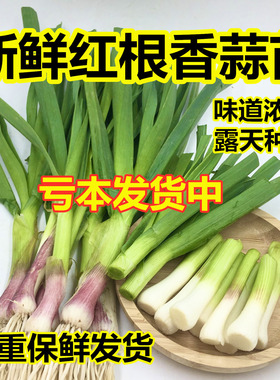 2025新鲜蒜苗露天现挖红根大蒜苗应季蔬菜多省包邮【农家自种】