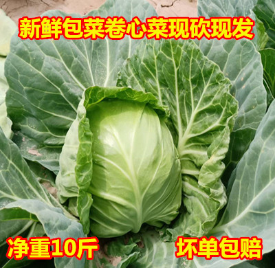 新鲜包菜农家蔬菜菜卷心菜9-10斤