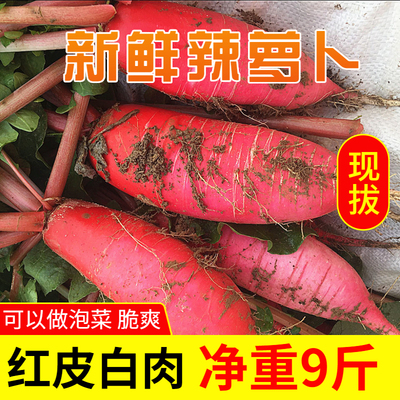 新鲜辣萝卜9斤红皮白肉萝卜泡菜