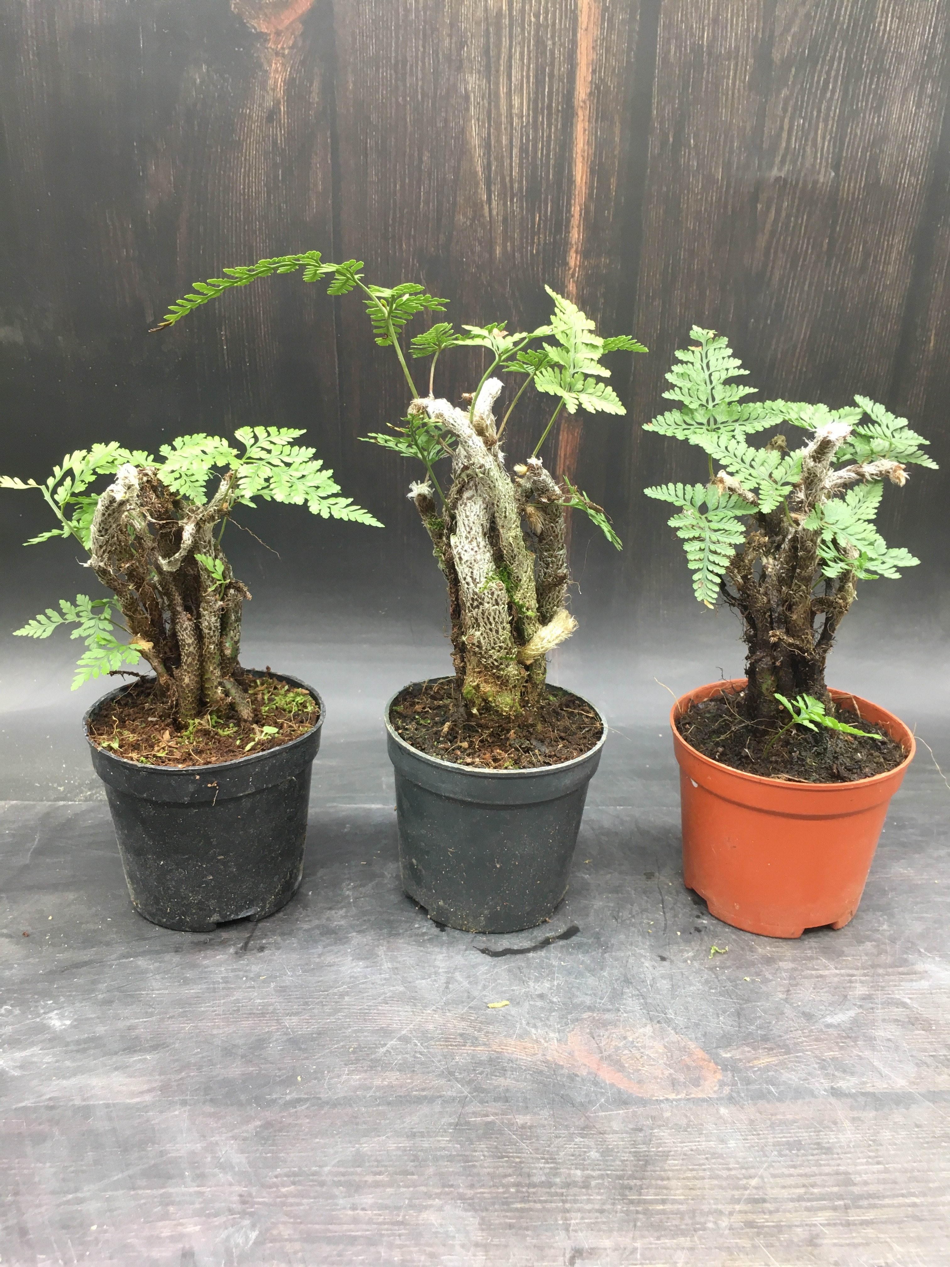 老桩狼尾蕨苔藓球水培蕨类植物耐阴室内好养盆栽陆缸造景茶几摆件