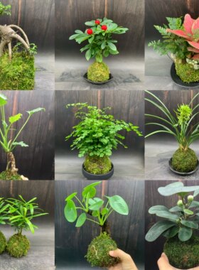 苔藓球水培植物蕨类绿植米竹铁线蕨竹子镜面草室内耐阴好养小盆栽