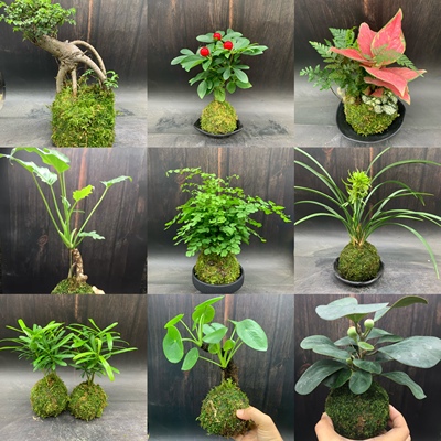 苔藓球水培植物蕨类绿植米竹铁线蕨竹子镜面草室内耐阴好养小盆栽