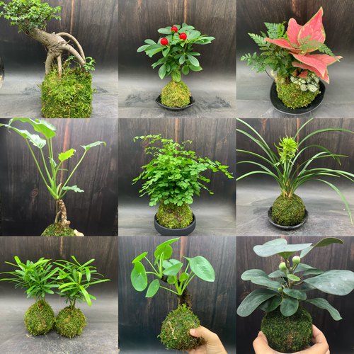 苔藓球水培植物蕨类绿植米竹铁线蕨竹子镜面草室内耐阴好养小盆栽