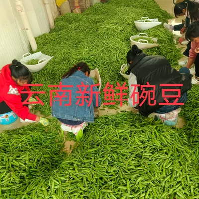 【当日采摘】正宗云南新鲜豌豆带壳青豌豆荚蔬菜整箱甜豌豆包邮。