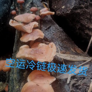 云南楚雄大山深处新鲜野生食用菌火锅食材小香菇包邮空运冷链极速