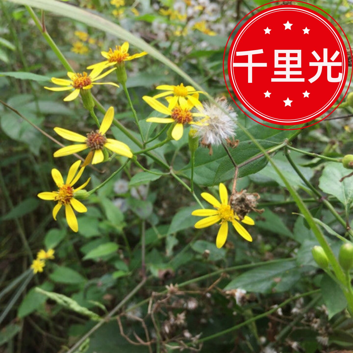 新鲜野千里光中草药材小孩泡澡九里光一扫光黄花母九里光