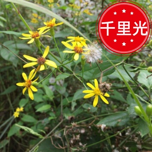 新鲜野千里光中草药材小孩泡澡九里光一扫光黄花母九里光
