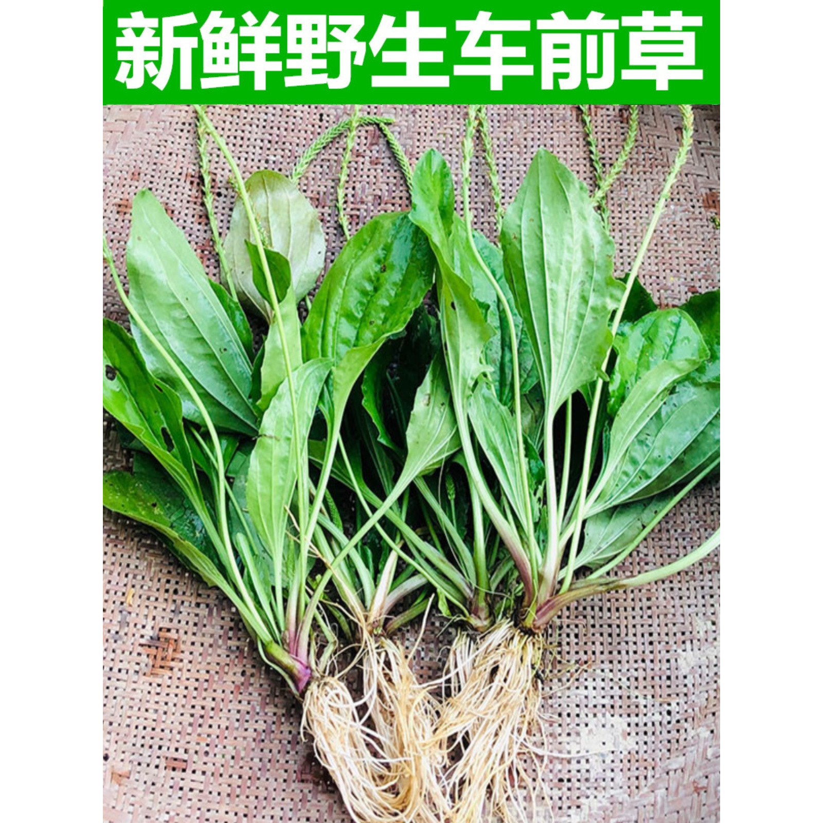新鲜野外生车前草广东整颗