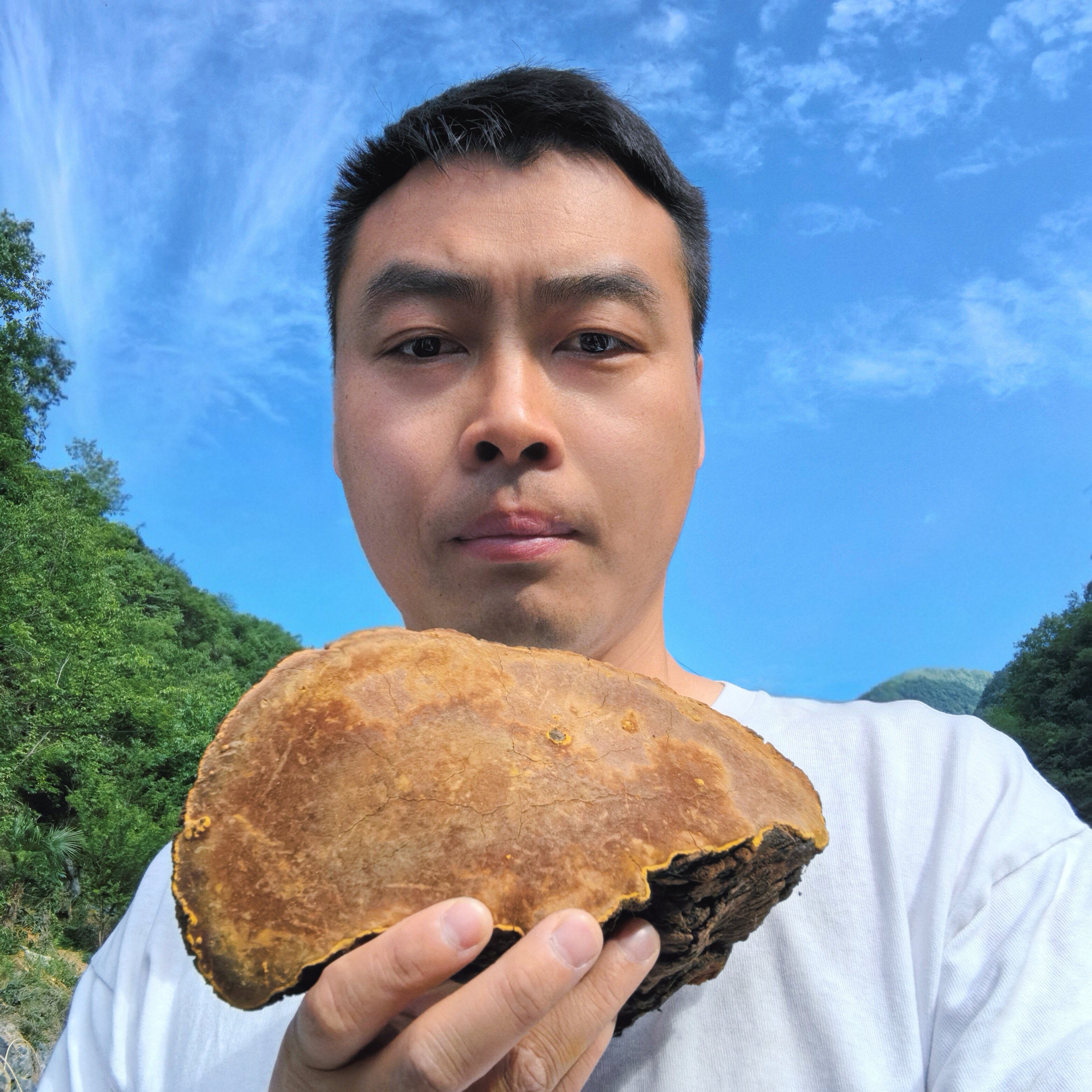 正宗秦岭深山整颗老桑树桑黄金边特级灵芝菌500g包邮可切片打粉