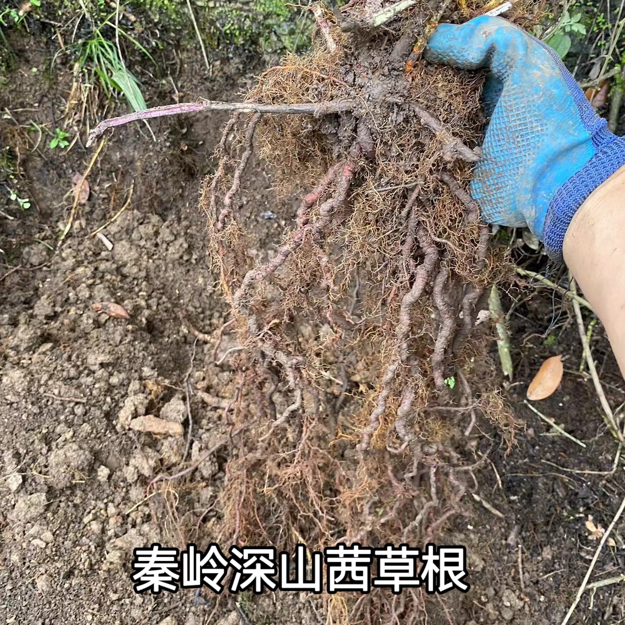 秦岭深山中药材茜草根500g克包邮茜草根血见愁 破血草红根草无硫
