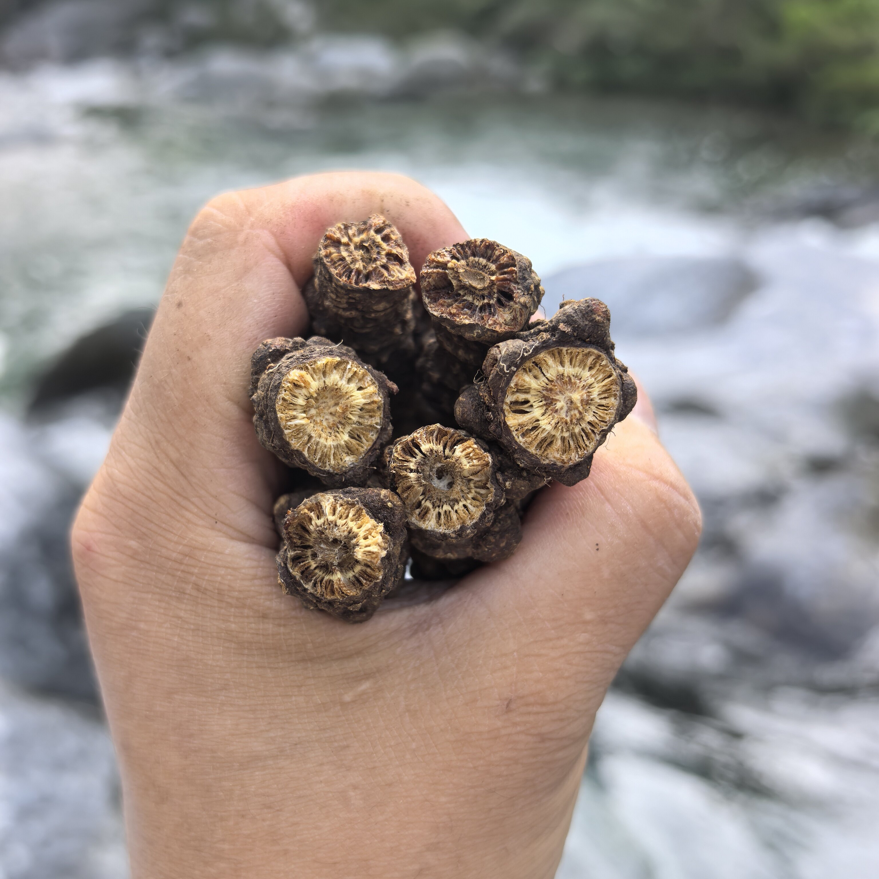 秦巴山区精选年份足油性足蚕羌大条羌活无硫高山竹节羌条个子500g