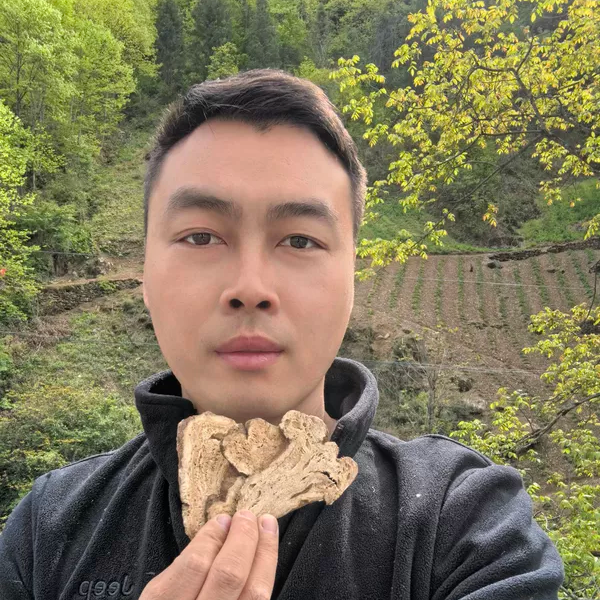 秦岭深山野白术切片500g三白汤原料新货无硫晒干另有茯苓白芍包邮
