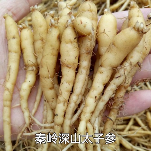 秦岭深山新鲜新货太子参500克包邮煲汤儿童成长孩儿参无硫晒干