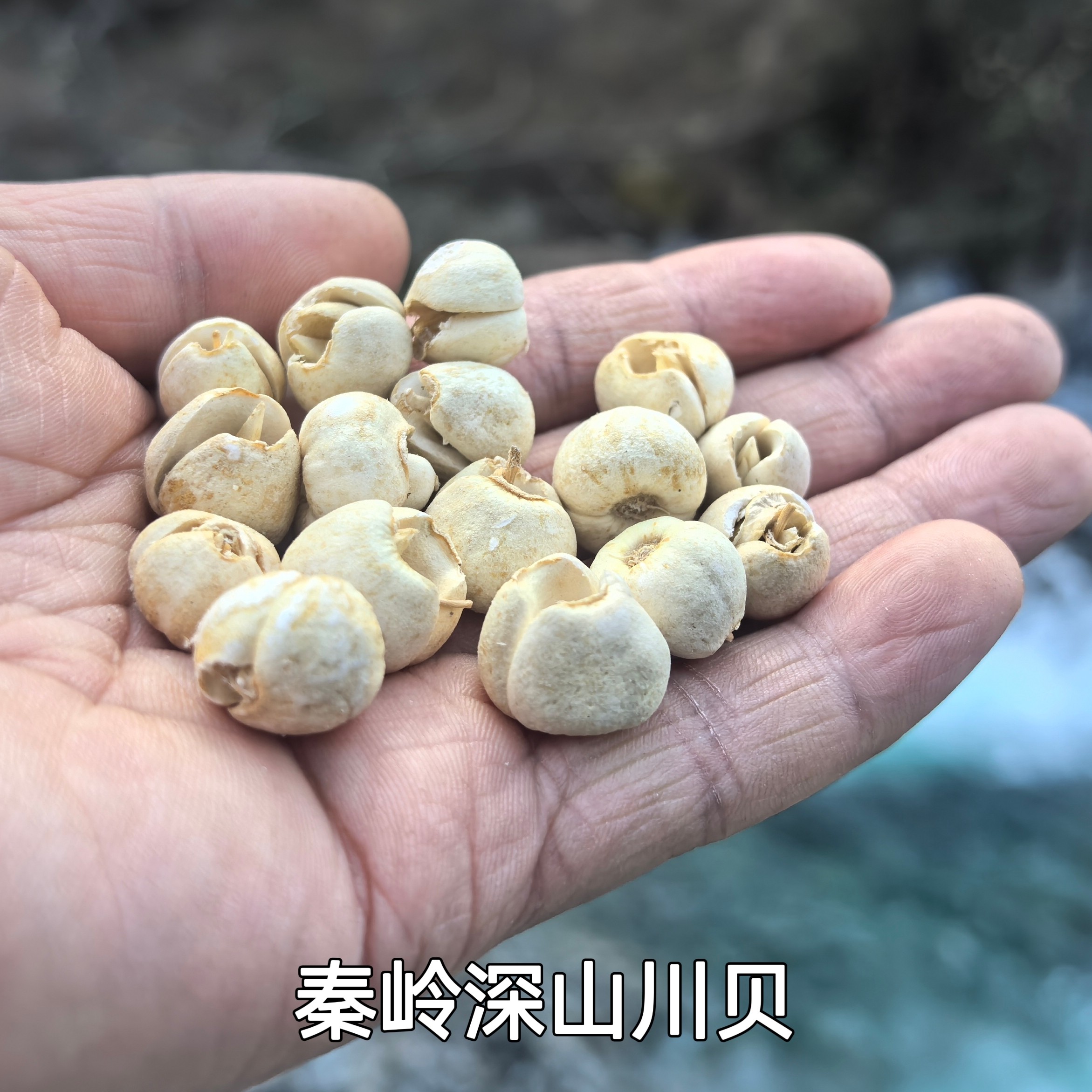 秦岭 川贝母 100g