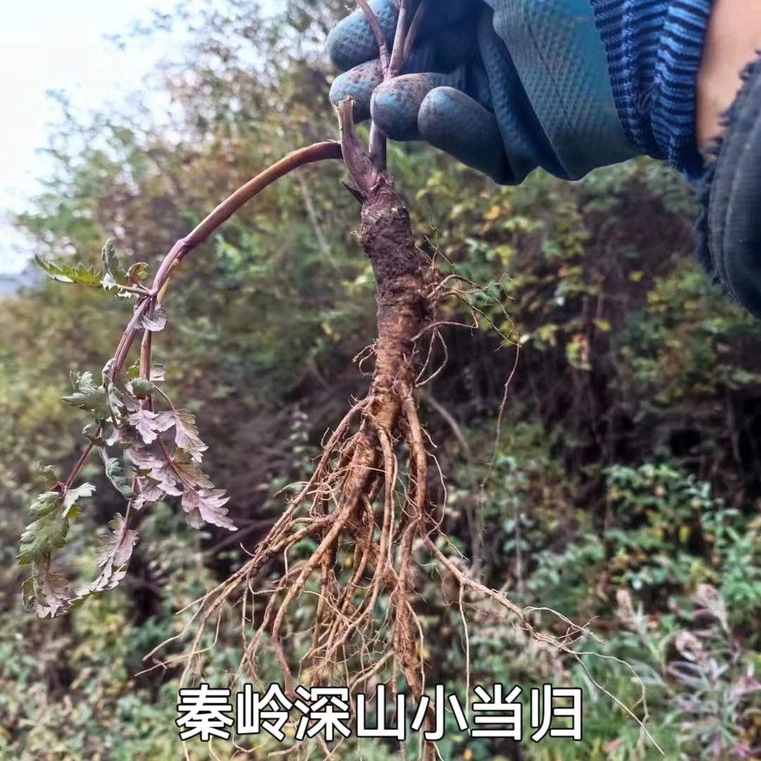 秦岭深山原生态新鲜小当归非甘肃勉县整棵晒干无硫干货500g包邮