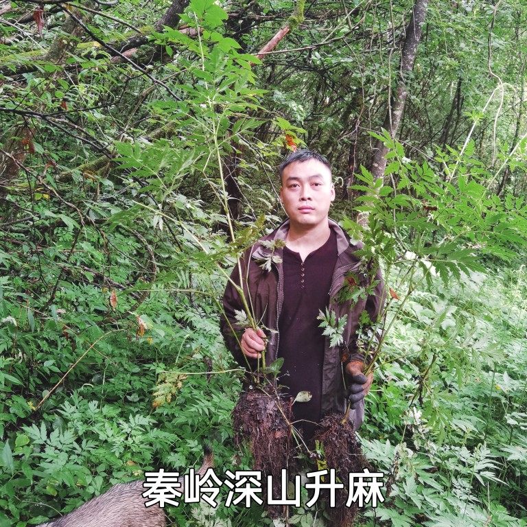 秦岭深山窟窿芽根升麻个子切片打粉白花无硫鸡骨兴安后狗牛尾500g