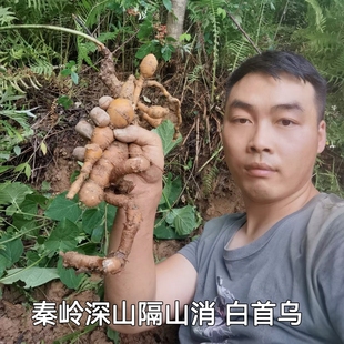 秦岭深山新鲜隔山消白首乌过山瓢无梁藤隔山撬牛皮消切片500g包邮