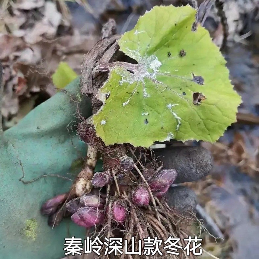 秦岭深山款冬花九九花新货无硫艾冬九九花蜂斗菜250g包邮晒干新货