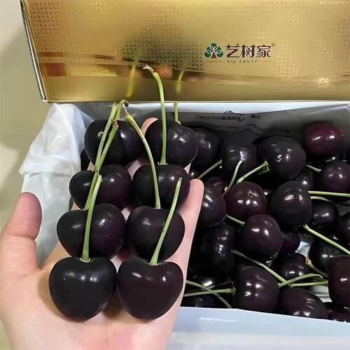 艺树家科迪亚俄八车智利车厘子6J8J新鲜水果孕妇水果5斤原箱包邮
