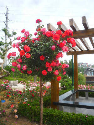 棒棒糖南阳树形树桩月季稀奇月季花苗欧月带花发货包成活树桩月季