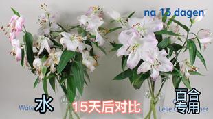 粉剂2k 荷兰进口可利鲜百合专用保鲜剂营养液鲜切花养花艺师大桶装