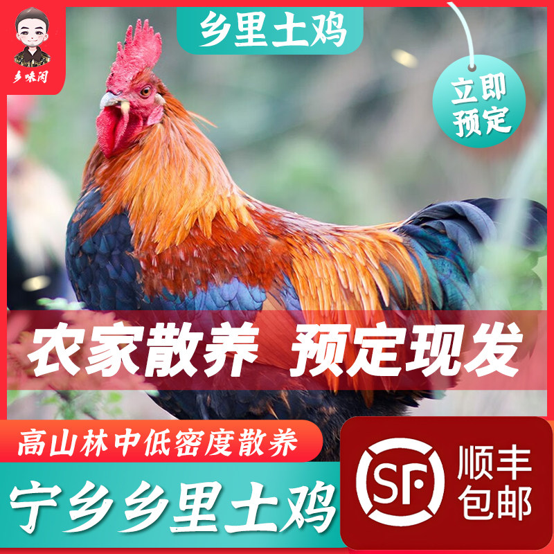 乡里土鸡散养老母鸡青脚煲汤散养鸡走地鸡新鲜现杀套餐顺丰包邮