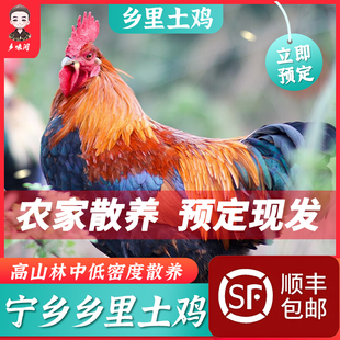 乡里土鸡散养老母鸡青脚煲汤散养鸡走地鸡新鲜现杀套餐顺丰包邮