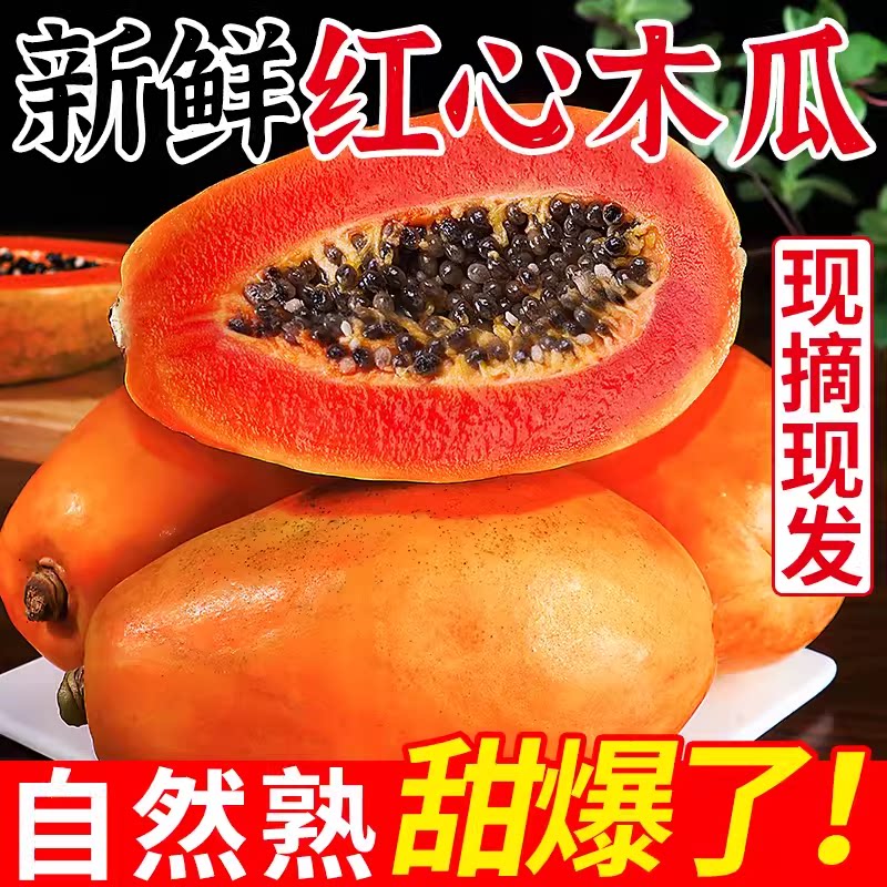 现摘雷州冰糖红心木瓜树上熟新鲜木瓜