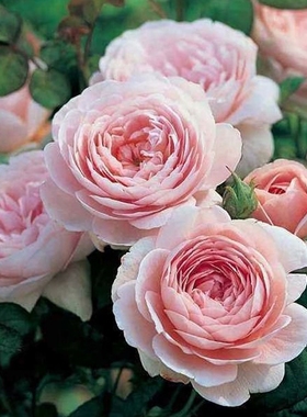 “瑞典女王Queen of Sweden”奥斯汀经典月季勤花直立灌木