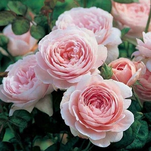 瑞典女王Queen 月季 奥斯汀经典 勤花直立灌木 Sweden