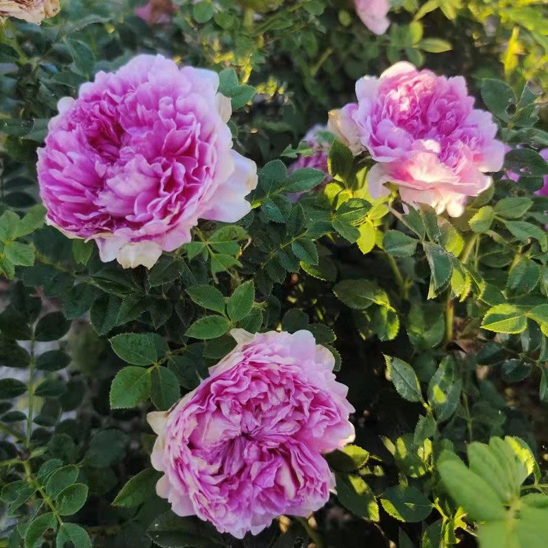 古老月季"十六夜玫瑰"直立灌木大花缫丝花月季重瓣玫瑰