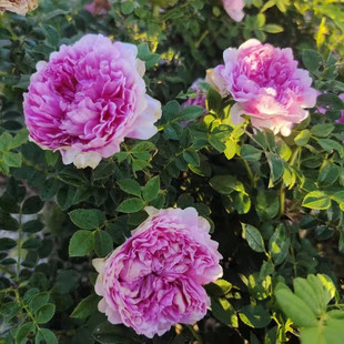 古老月季“十六夜玫瑰”直立灌木大花缫丝花月季重瓣玫瑰