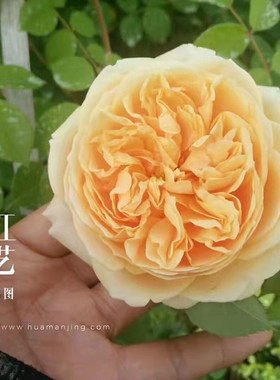 “欢笑格鲁吉亚”经典大花藤本月季抗病好黄色大花玫瑰循环开花