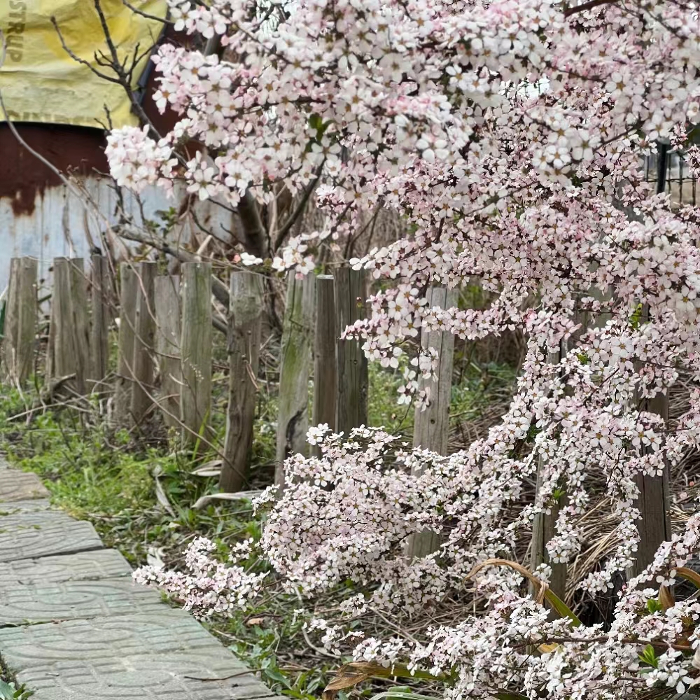 花苗喷雪花庭院耐寒早春喷雪花
