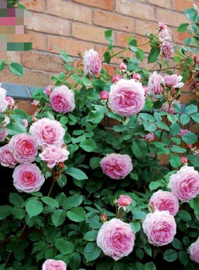 “詹姆斯高威 James Galway”多季开花浓香藤本月季奥斯汀月季