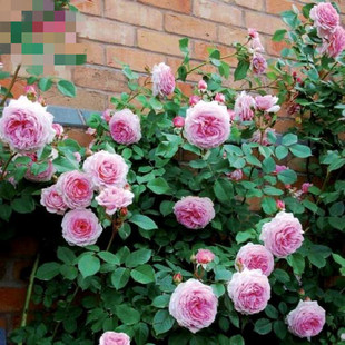 “詹姆斯高威 James Galway”多季开花浓香藤本月季奥斯汀月季