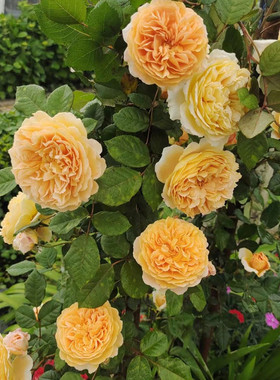 “玛格丽特王妃”经典藤本月季黄色系三季度循环开花抗病好大花