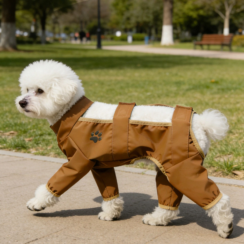 宠物狗狗小型犬比熊泰迪