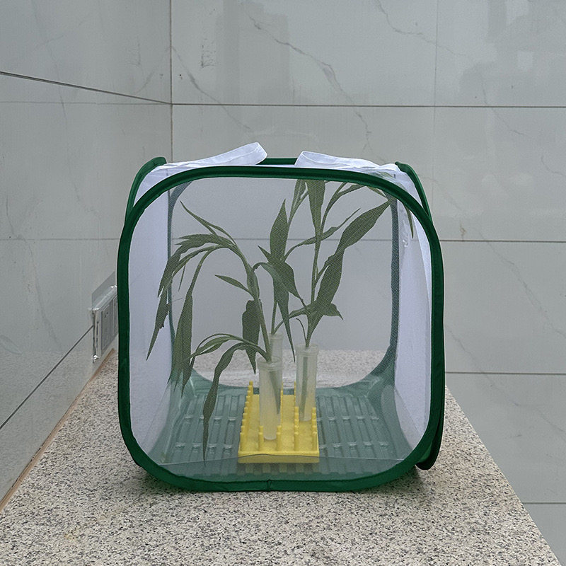 昆虫饲养笼科学实验植物保水管野采可折叠网箱竹节虫螳螂蝴蝶繁殖