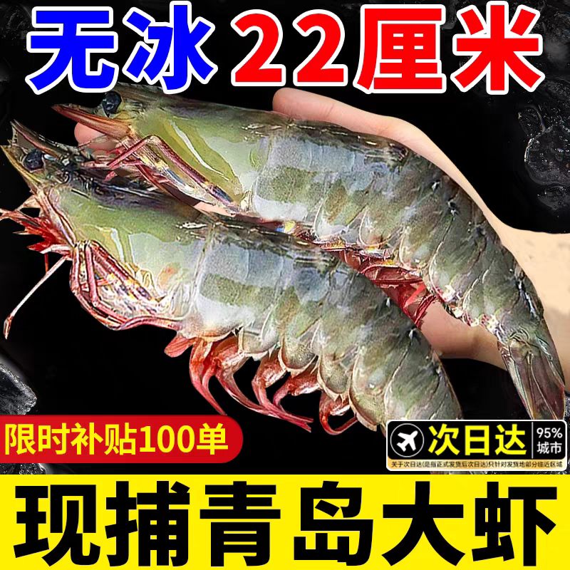 大海十三青岛无冰盐冻3斤特大虾